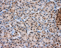 TPMT Antibody - IHC of paraffin-embedded pancreas tissue using anti-PIM2 mouse monoclonal antibody. (Dilution 1:50).