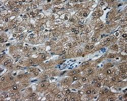TPMT Antibody - IHC of paraffin-embedded liver tissue using anti-TPMT mouse monoclonal antibody. (Dilution 1:50).