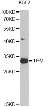 TPMT Antibody - Western blot analysis of extracts of K562 cells, using TPMT antibody at 1:1000 dilution. The secondary antibody used was an HRP Goat Anti-Rabbit IgG (H+L) at 1:10000 dilution. Lysates were loaded 25ug per lane and 3% nonfat dry milk in TBST was used for blocking.