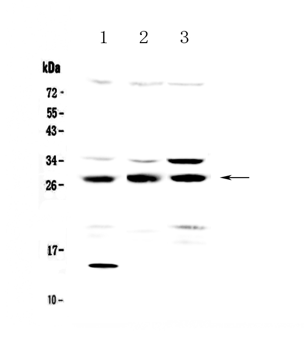 TPMT Antibody - Western blot - Anti-TPMT antibody