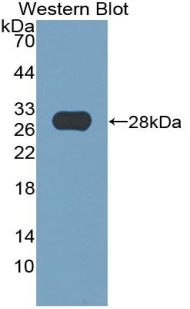 TPO / Thyroid Peroxidase Antibody - Western blot of recombinant TPO / Thyroid Peroxidase.  This image was taken for the unconjugated form of this product. Other forms have not been tested.