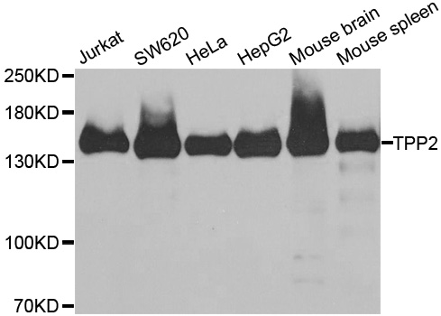 TPP2 Antibody - Western blot analysis of extracts of various cell lines.