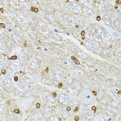 TPPP Antibody - Immunohistochemistry of paraffin-embedded mouse brain tissue.