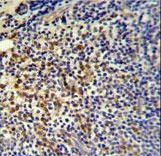TPPP3 Antibody - TPPP3 Antibody IHC of formalin-fixed and paraffin-embedded tonsil followed by peroxidase-conjugated secondary antibody and DAB staining.