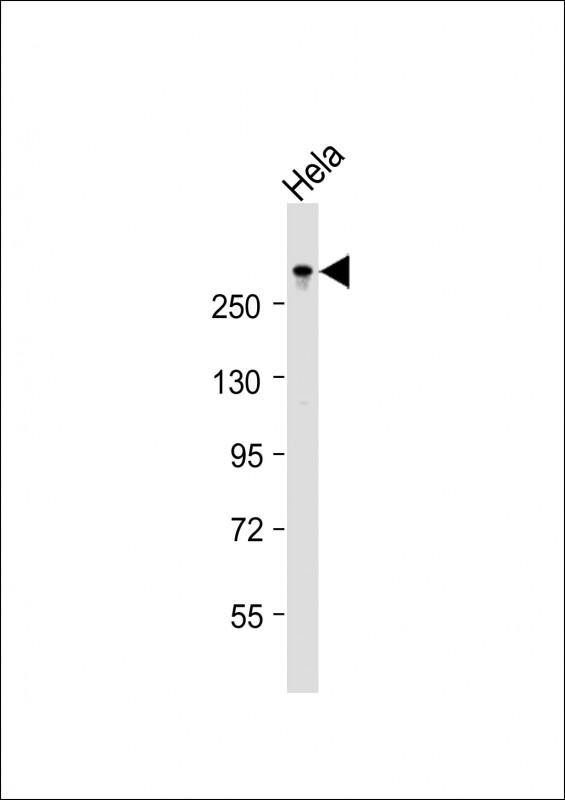 TPR Antibody - Anti-TPR Antibody (C-term)at 1:2000 dilution + HeLa whole cell lysates Lysates/proteins at 20 ug per lane. Secondary Goat Anti-Rabbit IgG, (H+L), Peroxidase conjugated at 1:10000 dilution. Predicted band size: 267 kDa. Blocking/Dilution buffer: 5% NFDM/TBST.