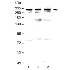 TPR Antibody - Western blot testing of human 1) HeLa, 2) SW620 and 3) MDA-MB-231 lysate with TPR antibody at 0.5ug/ml. Predicted molecular weight ~267 kDa.