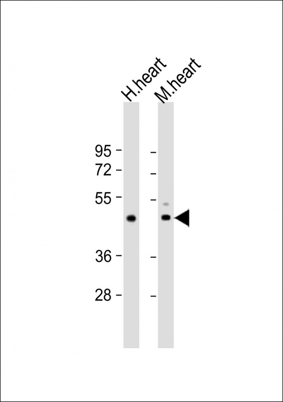 TPRA1 / GPR175 Antibody - All lanes: Anti-TPRA1 Antibody (N-Term) at 1:2000 dilution. Lane 1: human heart lysate. Lane 2: mouse heart lysate Lysates/proteins at 20 ug per lane. Secondary Goat Anti-Rabbit IgG, (H+L), Peroxidase conjugated at 1:10000 dilution. Predicted band size: 41 kDa. Blocking/Dilution buffer: 5% NFDM/TBST.