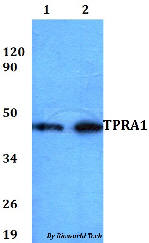 TPRA1 / GPR175 Antibody - Western blot of TPRA1 antibody at 1:500 dilution. Lane 1: A549 whole cell lysate. Lane 2: MCF-7 whole cell lysate.