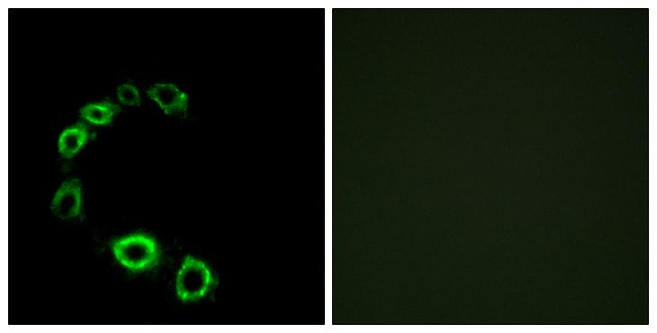 TPRA1 / GPR175 Antibody - Peptide - + Immunofluorescence analysis of HeLa cells, using GPR175 antibody.