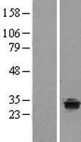 TPRG1 Protein - Western validation with an anti-DDK antibody * L: Control HEK293 lysate R: Over-expression lysate