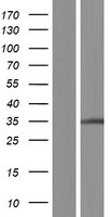 TPRG1L Protein - Western validation with an anti-DDK antibody * L: Control HEK293 lysate R: Over-expression lysate