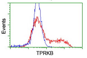 TPRKB Antibody - HEK293T cells transfected with either overexpress plasmid (Red) or empty vector control plasmid (Blue) were immunostained by anti-TPRKB antibody, and then analyzed by flow cytometry.