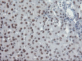 TPRKB Antibody - IHC of paraffin-embedded Human liver tissue using anti-TPRKB mouse monoclonal antibody.