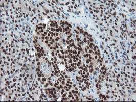 TPRKB Antibody - IHC of paraffin-embedded Human pancreas tissue using anti-TPRKB mouse monoclonal antibody.
