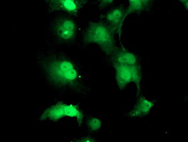 TPRKB Antibody - Anti-TPRKB mouse monoclonal antibody immunofluorescent staining of COS7 cells transiently transfected by pCMV6-ENTRY TPRKB.