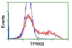 TPRKB Antibody - HEK293T cells transfected with either overexpress plasmid (Red) or empty vector control plasmid (Blue) were immunostained by anti-TPRKB antibody, and then analyzed by flow cytometry.