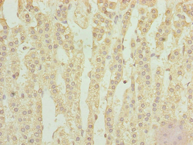 TPRKB Antibody - Immunohistochemistry of paraffin-embedded human adrenal gland tissue using TPRKB Antibody at dilution of 1:100