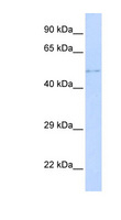 TPRX1 Antibody - TPRX1 antibody Western blot of HeLa lysate. This image was taken for the unconjugated form of this product. Other forms have not been tested.