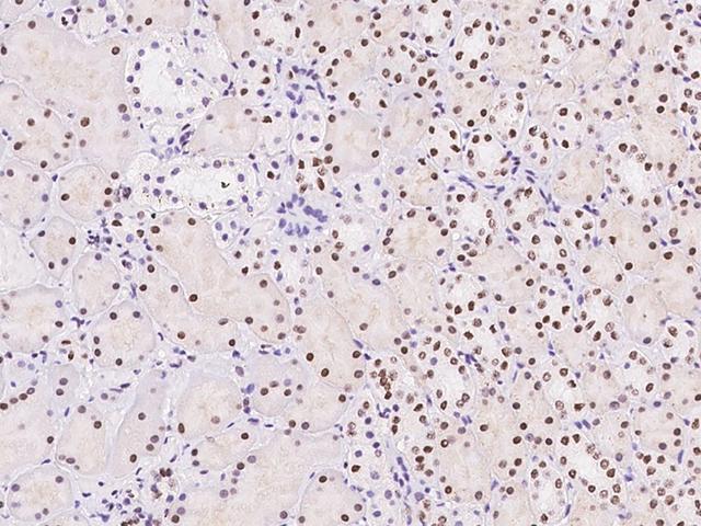 TPRX1 Antibody - Immunochemical staining of human TPRX1 in human kidney with rabbit polyclonal antibody at 1:500 dilution, formalin-fixed paraffin embedded sections.