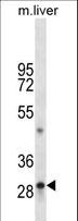 TPSAB1 / Mast Cell Tryptase Antibody - TPSAB1 Antibody western blot of mouse liver tissue lysates (35 ug/lane). The TPSAB1 antibody detected the TPSAB1 protein (arrow).