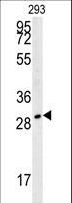 TPSAB1 / Mast Cell Tryptase Antibody - TPSAB1 Antibody western blot of 293 cell line lysates (35 ug/lane). The TPSAB1 antibody detected the TPSAB1 protein (arrow).