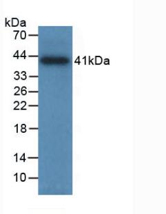 TPSAB1 / Mast Cell Tryptase Antibody - Western Blot; Sample: Recombinant TPS, Human.