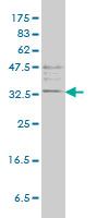 TPSAB1 / Mast Cell Tryptase Antibody - TPSAB1 monoclonal antibody (M01), clone 2A10-B5. Western blot of TPSAB1 expression in K-562.