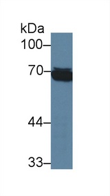 TPSAB1 / Mast Cell Tryptase Antibody - Western Blot; Sample: Human Raji cell lysate; Primary Ab: 3µg/ml Mouse Anti-Human HSPA1L Antibody Second Ab: 0.2µg/mL HRP-Linked Caprine Anti-Mouse IgG Polyclonal Antibody