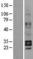 TPSB2 Protein - Western validation with an anti-DDK antibody * L: Control HEK293 lysate R: Over-expression lysate