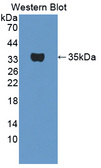 Tpsb2 / Tryptase Beta 2 (Mouse Antibody - Western blot of Tpsb2 / Tryptase Beta 2 antibody.