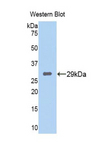 Tpsb2 / Tryptase Beta 2 (Mouse Antibody - Western blot of recombinant TPSB2 / Tryptase Beta 2.  This image was taken for the unconjugated form of this product. Other forms have not been tested.