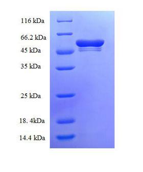 Tpsb2 / Tryptase Beta 2 (Mouse Protein
