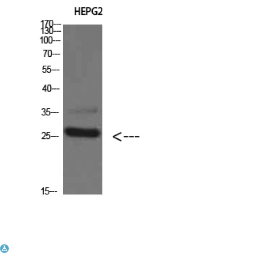 TPSD1 / Tryptase Delta 1 Antibody - Western Blot (WB) analysis of HepG2 cells using Tryptase-3 Polyclonal Antibody diluted at 1:800.