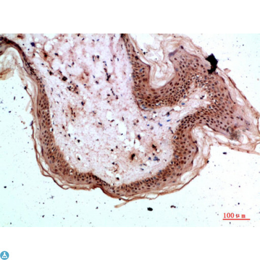TPSD1 / Tryptase Delta 1 Antibody - Immunohistochemical analysis of paraffin-embedded human-skin, antibody was diluted at 1:200.