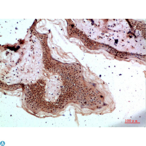 TPSD1 / Tryptase Delta 1 Antibody - Immunohistochemical analysis of paraffin-embedded human-skin, antibody was diluted at 1:200.