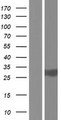 TPSD1 / Tryptase Delta 1 Protein - Western validation with an anti-DDK antibody * L: Control HEK293 lysate R: Over-expression lysate