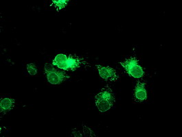TPSG1 / Tryptase Gamma 1 Antibody - Anti-TPSG1 mouse monoclonal antibody immunofluorescent staining of COS7 cells transiently transfected by pCMV6-ENTRY TPSG1.