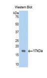 TPSG1 / Tryptase Gamma 1 Antibody - Western blot of recombinant TPSG1.  This image was taken for the unconjugated form of this product. Other forms have not been tested.