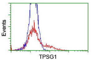 TPSG1 / Tryptase Gamma 1 Antibody - HEK293T cells transfected with either overexpress plasmid (Red) or empty vector control plasmid (Blue) were immunostained by anti-TPSG1 antibody, and then analyzed by flow cytometry.