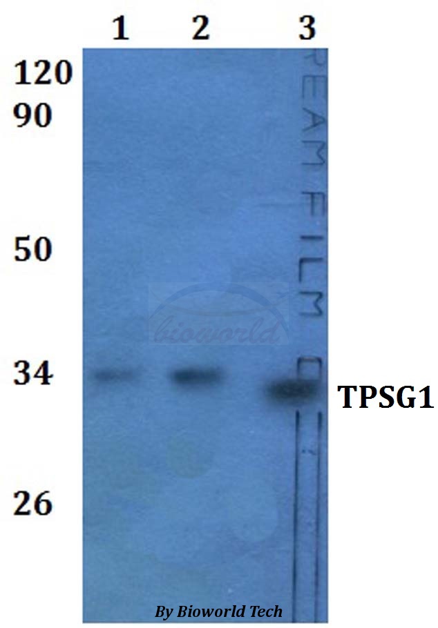 TPSG1 / Tryptase Gamma 1 Antibody - Western blot of TPSG1 antibody at 1:500 dilution. Lane 1: HEK293T whole cell lysate. Lane 2: RAW264.7 whole cell lysate.