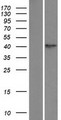 TPST1 Protein - Western validation with an anti-DDK antibody * L: Control HEK293 lysate R: Over-expression lysate