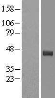 TPST2 Protein - Western validation with an anti-DDK antibody * L: Control HEK293 lysate R: Over-expression lysate