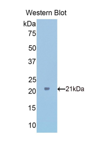 TPT1 / TCTP Antibody - Western blot of recombinant TPT1 / TCTP.  This image was taken for the unconjugated form of this product. Other forms have not been tested.