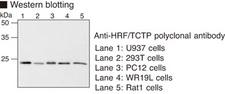TPT1 / TCTP Antibody