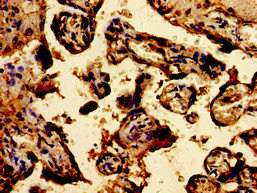 TPT1 / TCTP Antibody - Immunohistochemistry image of paraffin-embedded human placenta tissue at a dilution of 1:100