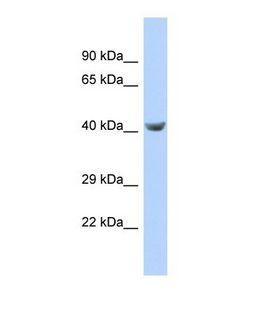 TPTE Antibody - Western blot of Human 721_B. TPTE antibody dilution 1.0 ug/ml.  This image was taken for the unconjugated form of this product. Other forms have not been tested.