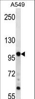 TPX2 Antibody - TPX2 Antibody western blot of A549 cell line lysates (35 ug/lane). The TPX2 antibody detected the TPX2 protein (arrow).