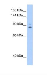 TPX2 Antibody - 721_B cell lysate. Antibody concentration: 0.5 ug/ml. Gel concentration: 12%.  This image was taken for the unconjugated form of this product. Other forms have not been tested.