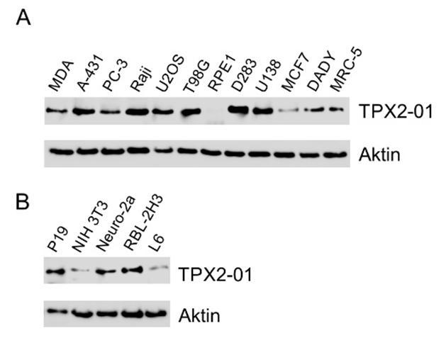TPX2 Antibody - Western blotting analysis of TPX2 using monoclonal antibody TPX2-01 in A) human cell lines, B) murine (P19, NIH 3T3, Neuro-2a) and rat (RBL-2H3, L6) cell lines.