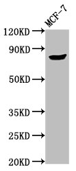 TPX2 Antibody - Positive Western Blot detected in MCF-7 whole cell lysate. All lanes: TPX2 antibody at 3.5 µg/ml Secondary Goat polyclonal to rabbit IgG at 1/50000 dilution. Predicted band size: 86, 90 KDa. Observed band size: 86, 90 KDa